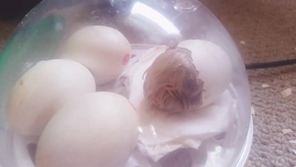 Live chick birth captured on camera