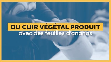 Ce cuir végétal est produit à partir de feuilles d'ananas