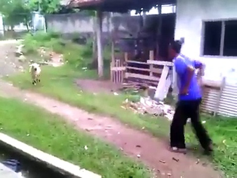 MANUSIA BRANTEM SAMA KAMBING