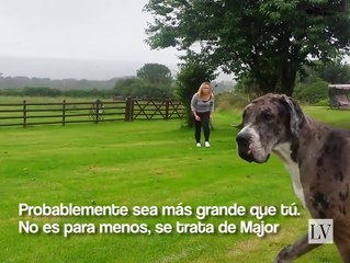 Major, el perro más grande del mundo