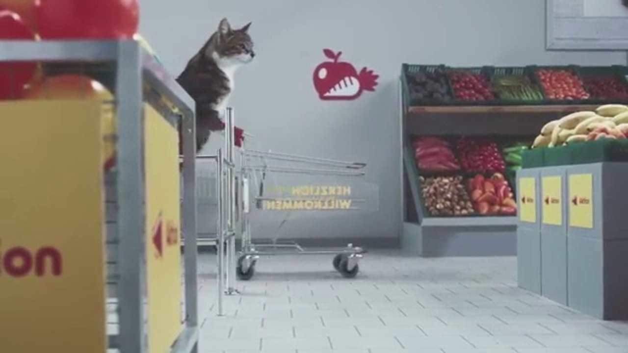 Katzen machen shopping.