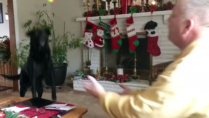 Animals Playing Sports Compilation