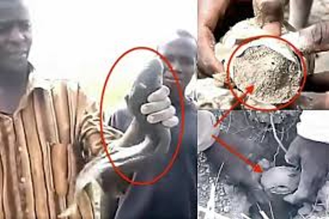 سبحان الله 'يوجد في الأنهار ما لا يوجد في البحار' سمكة الرئة تتحمل الجفاف لأربع سنوات