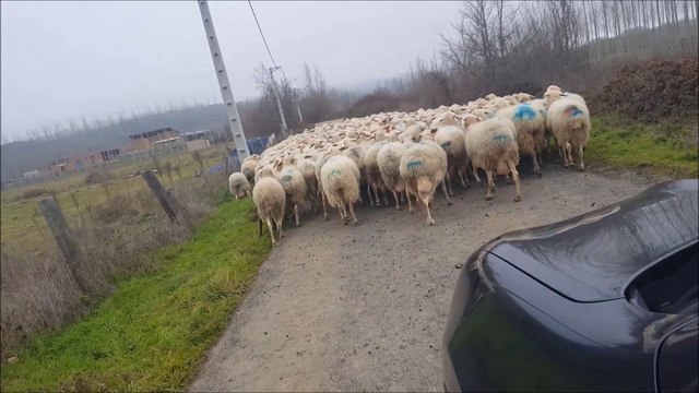 Crónicas desde el tractor (IV): dirigir ovejas desde coches