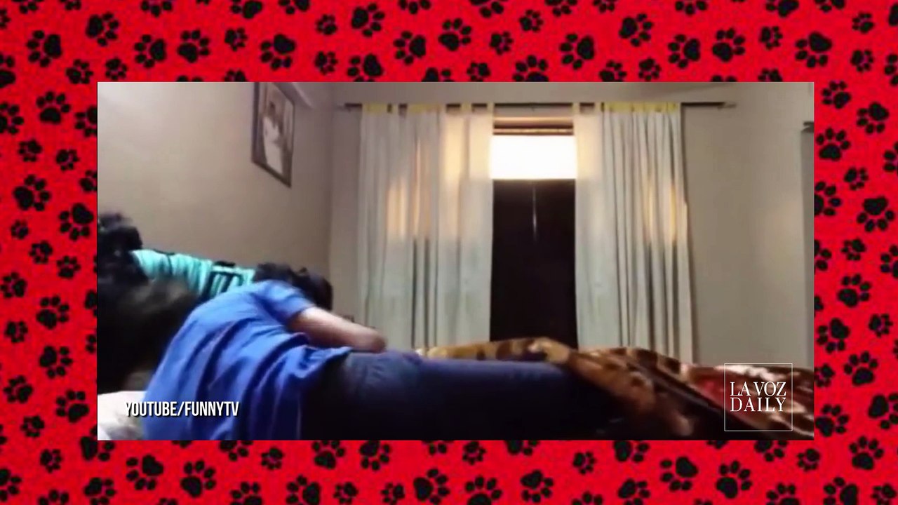 Perros alarma