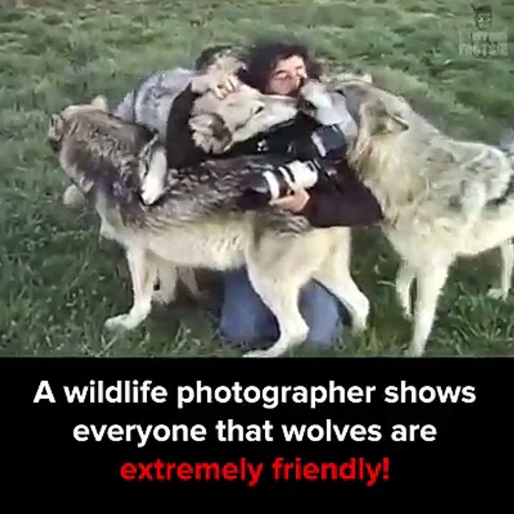 wild life turning to a friendchip