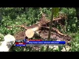 Akibat Angin Kencang, Sejumlah Pohon di Indramayu Tumbang dan Menutup Jalan - NET5