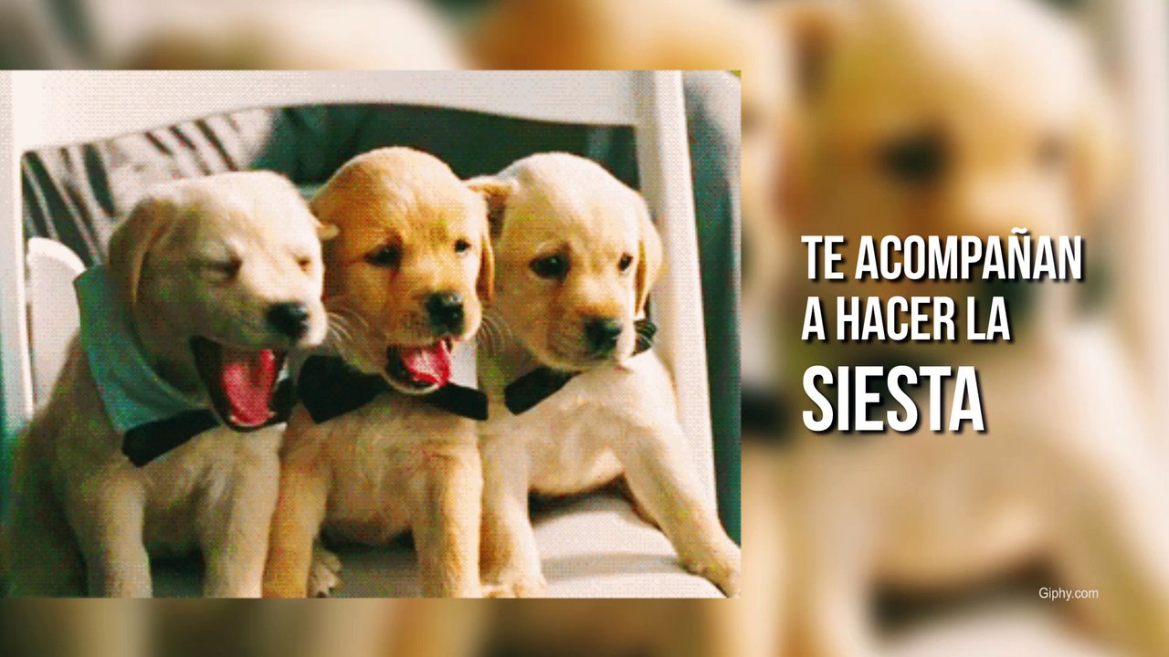Razones por las que amamos a los perros