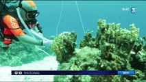 Océan Pacifique : une expédition pour analyser les récifs coralliens