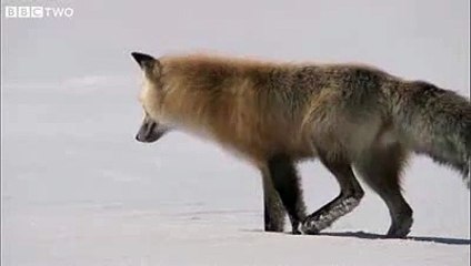 Tilkiden mükemmel balıklama dalış