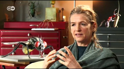 Los insectos gigantes de Julia Stoess | Euromaxx