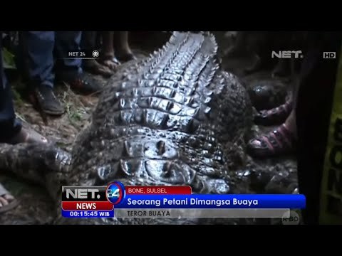 Seorang Petani Tewas Dimangsa Buaya Raksasa di Bone, Sulawesi Selatan - NET5
