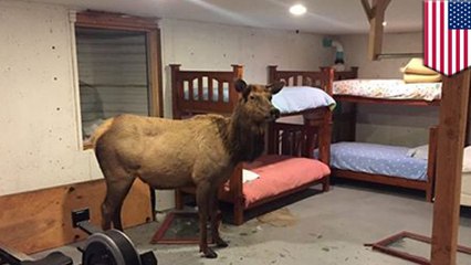 Elk crashes into window well of Idaho basement