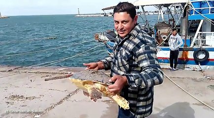 بالرغم من أن صيدها ممنوع..مواطن يعيد سلحفاة مائية بعد اصطادها بعض البحارة في قرقنة