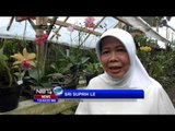 Dari Hobi, Seorang Perempuan Yogyakarta Jadi Kolektor Anggrek - NET12