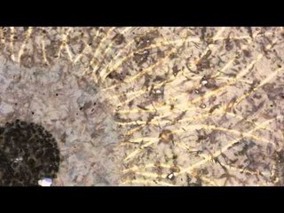 Cool Hunting Video: David Sena