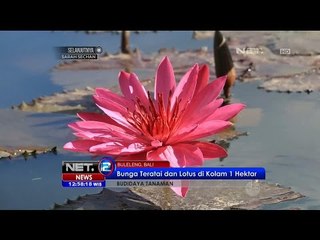 Budidaya Bunga Teratai dan Lotus di Buleleng, Bali - NET12
