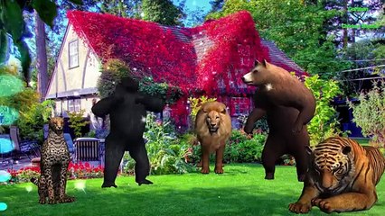 Tiger ,Lion ,Gorilla ,Cheetha, Bear Finger Family Nursery Rhymes | 3D Animation Songs