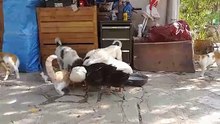 ducks steal puppies food