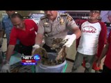 Petugas Gagalkan Penjualan Kulit Harimau di Palembang - NET24