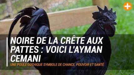 Noire de la crête aux pattes : voici l’Ayman Cemani