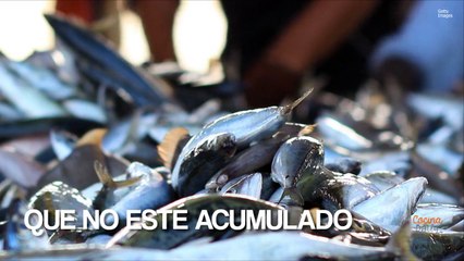 Guía para comprar el pescado más fresco