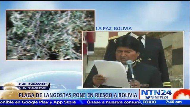 Presidente Evo Morales declara emergencia en el oriente de Bolivia por plaga de langostas que está afectando los cultivos