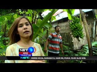 Serba Serbi Pisang Kirana Khas Lumajang - NET12