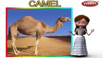 Camel Nursery Rhyme | Animal Rhymes | Nursery Rhymes With Lyrics | Nursery Rhymes 3D Animation