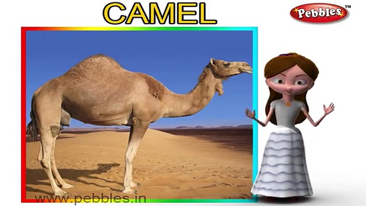 Camel Nursery Rhyme | Animal Rhymes | Nursery Rhymes With Lyrics | Nursery Rhymes 3D Animation