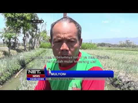 Kenaikan Harga bawang Merah Bukan Karena Panen - NET16