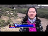 Kebun Teh Di Pulau Jeju, Korea Selatan - NET5