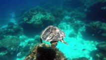 Lady Elliot Island - Hidden Paradise