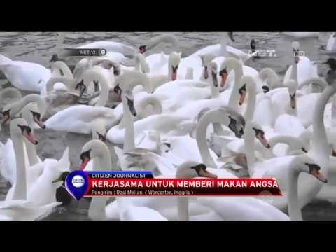 Kerjasama Untuk Memberi Makan Angsa Di Inggris - NET12