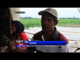Bawang Merah dan Sembako Melonjak Naik di Makassar - NET16