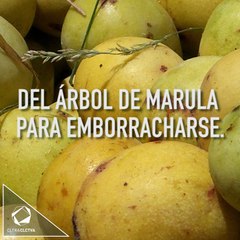 LOS ANIMALES TAMBIÉN SE DROGAN