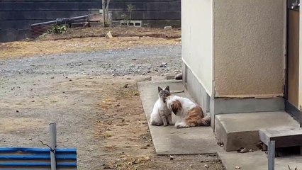cachorro que deixa os gatos loucos