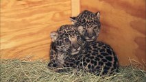 Jaguar Cubs at the San Diego Zoo
