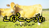 Dunya Ki Sab Se Qeemti Gaay Ka Qurani Waqia by Muhammad Usman