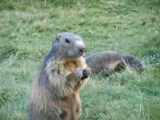 marmotte des saisies (73)