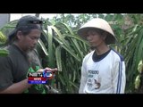 Petani di Sukabumi Sukses Budidayakan Buah Naga - NET5