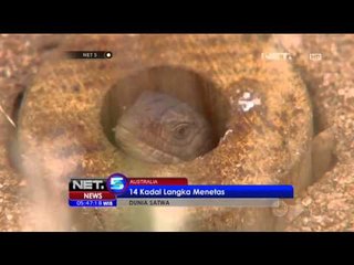 Penemuan Hewan Langka Kadal Mini Berlidah Biru di Australia - NET5