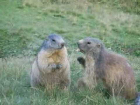 marmotte des saisies (73)