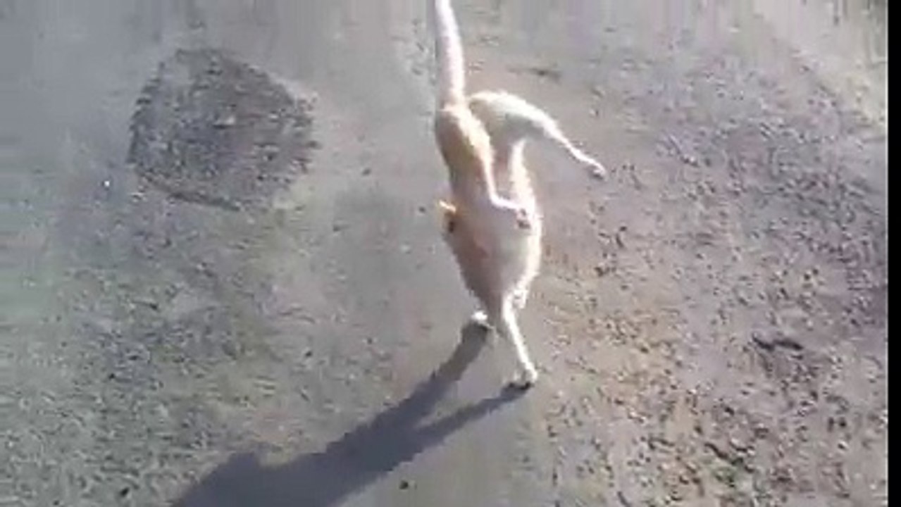 Funny Cat Walk