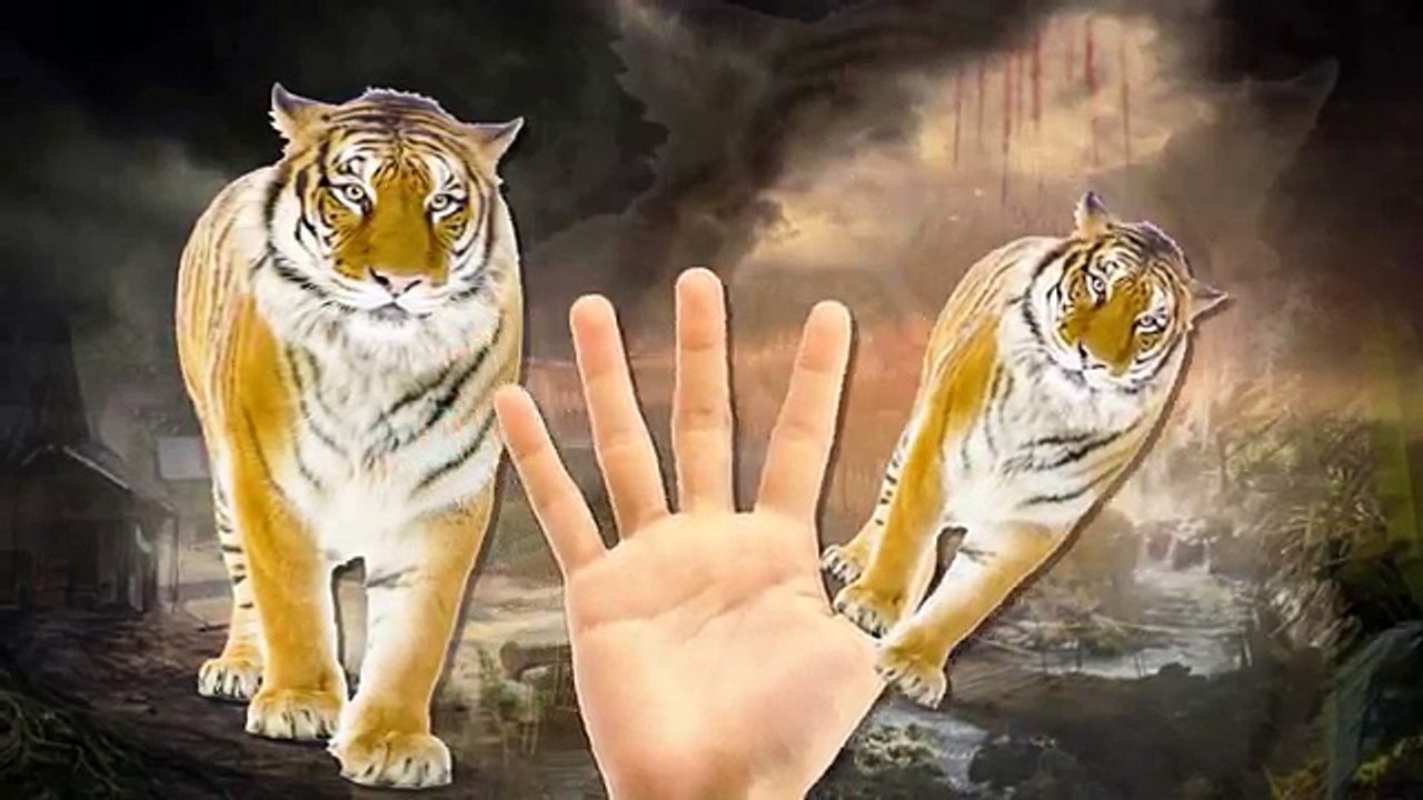 Tiger Cartoons Finger Family Children Nursery Rhymes | Tiger Finger Family Rhymes For Children