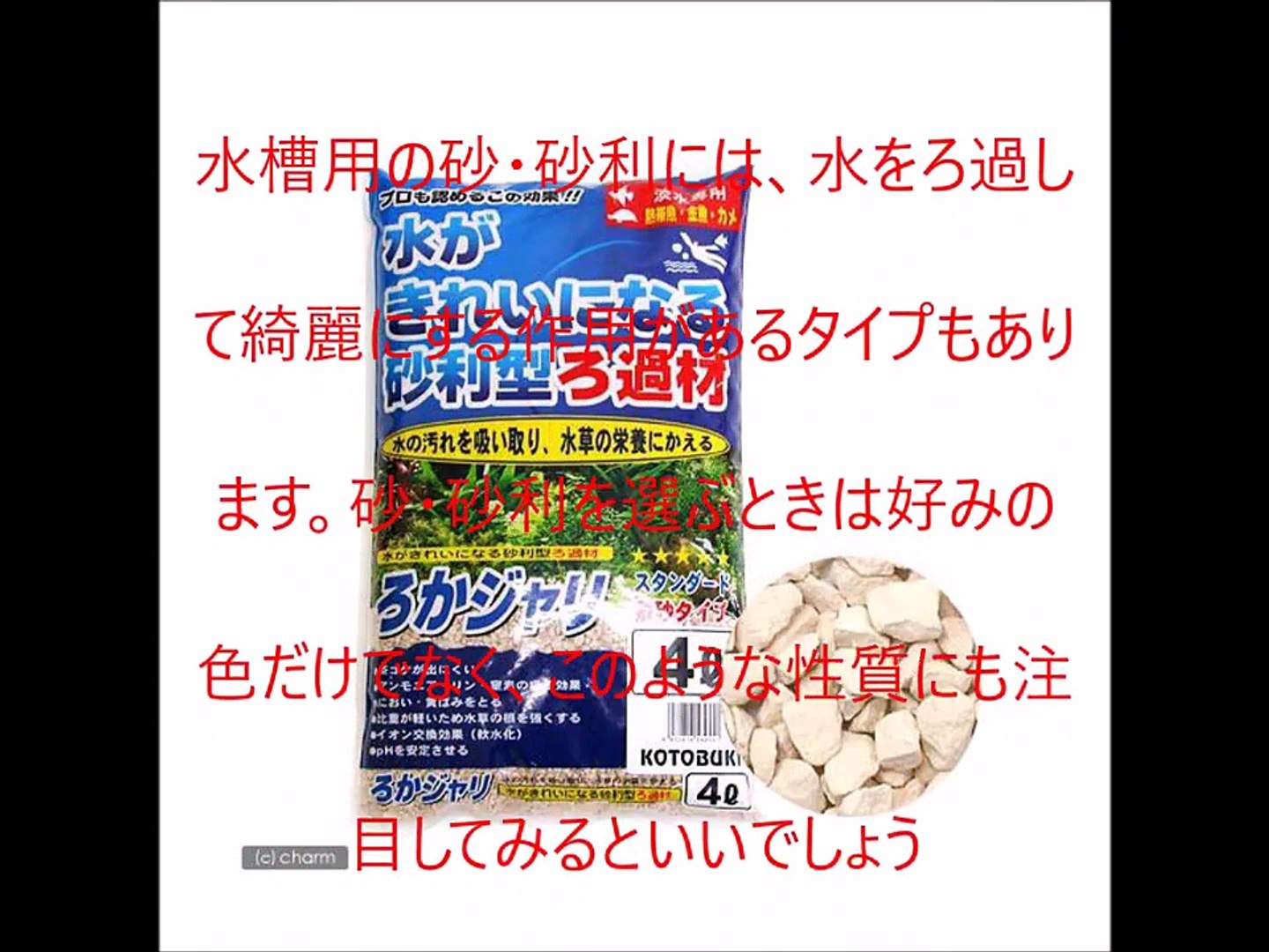 飯田祐巳が見て癒される～熱帯魚を飼う時のポイントと楽しみ方