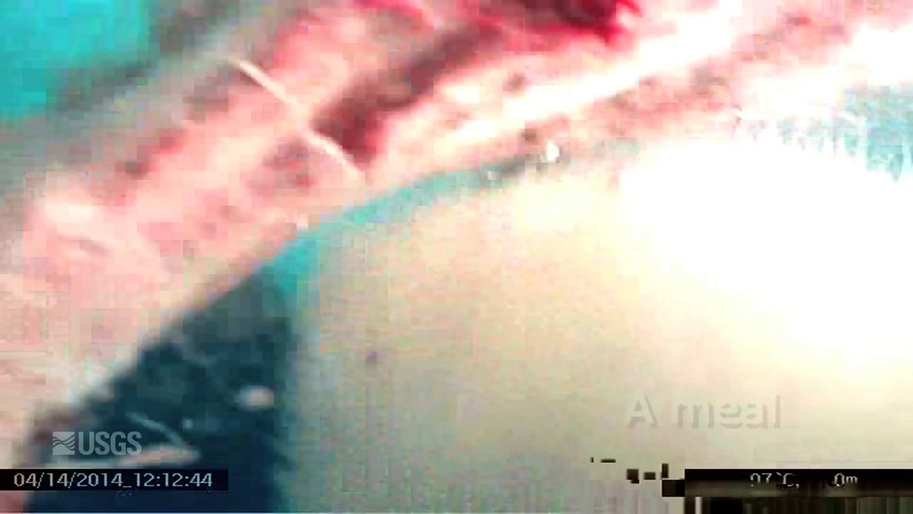 Polar Bear - POV Cams (Spring 2014)