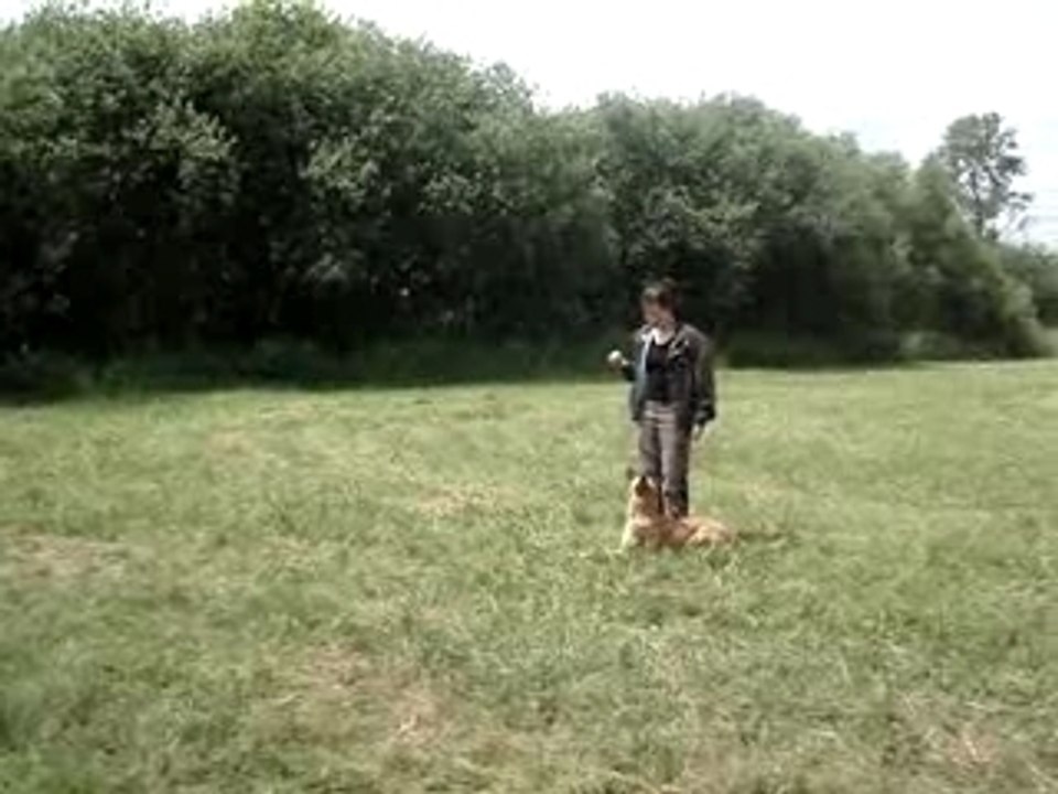 malinois plonge