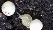 Birth of the Land Snail