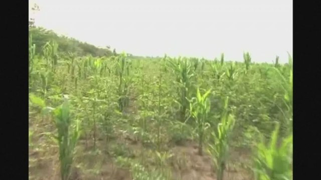 Bolívia ativa plano de emergência contra praga de gafanhotos